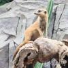 Maco与猫
