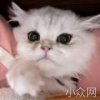 彩虹骑士