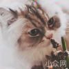 琴瑟在御
