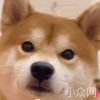 用户