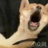 喵帕斯