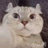 薛定谔的猫
