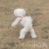 花花
