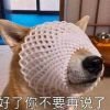 疯狂的罗伊