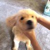 猛犸。
