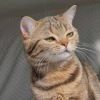 小熊猫长大了也叫小熊猫