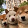 张明昊