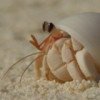 基