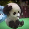 贝壳