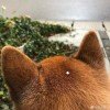 用户