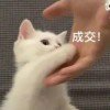 超级酷乐猫