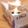 七月
