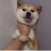 萌宠机器