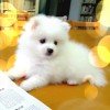 /se蛋清/dy
