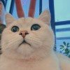 肿同一号