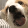 谌剋諗