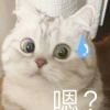 猫咪哈～