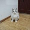 雪糕