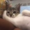 meruinochi