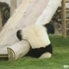 丰秋