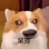 hachi