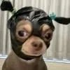 犯贱修勾