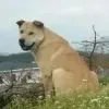 临渊履冰