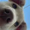 瑶老板的🐷