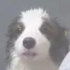 潺潺
