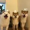 阿荣配音