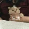 鑫辰天使
