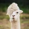 路人甲