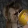 Bosnia pop cat