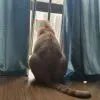 作尘