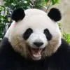 滾 滾 親 爸 🐼