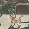 伸手挽明月