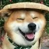 光
