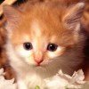 领头猫