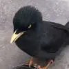 夕阳
