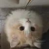 只喝热的