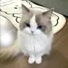 壮实