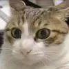 (_少犭貝戔 つ゛