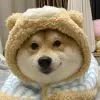 狗子