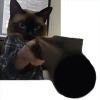 十月的猫头像
