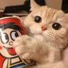 Catbo头像