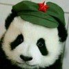野良丶猫头像