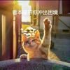 mosfet头像