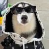 OvO头像